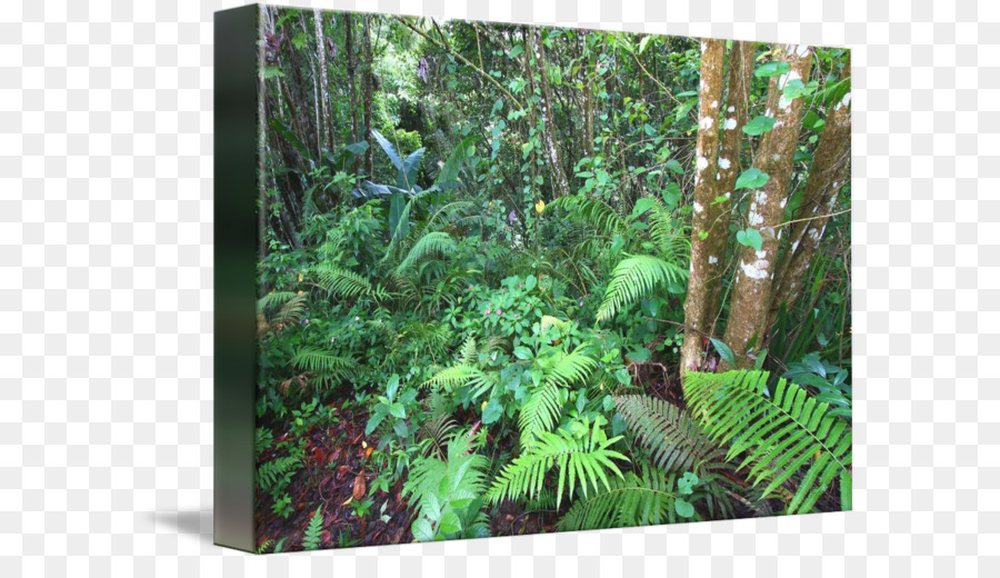 тропический лес，Торо Негро государственного лесного PNG
