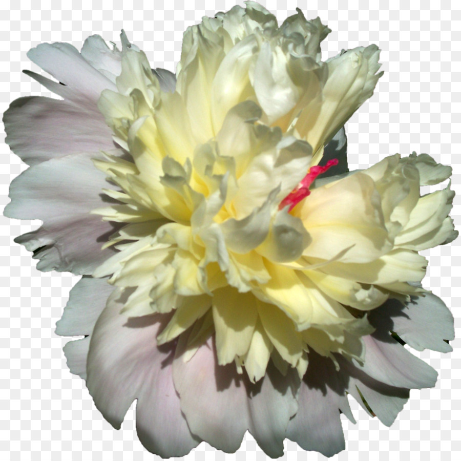 цветок，пион PNG