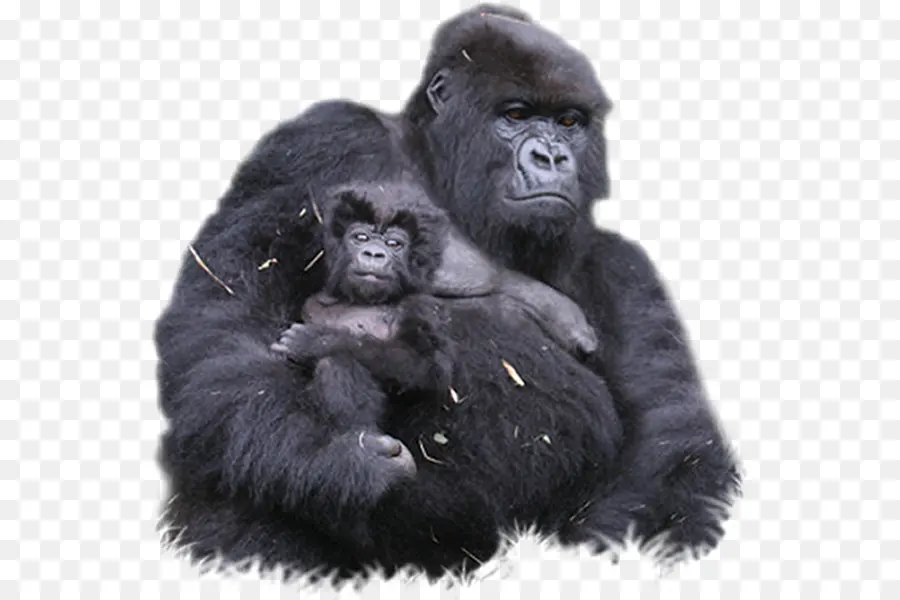 бвинди национальный парк，горные гориллы PNG