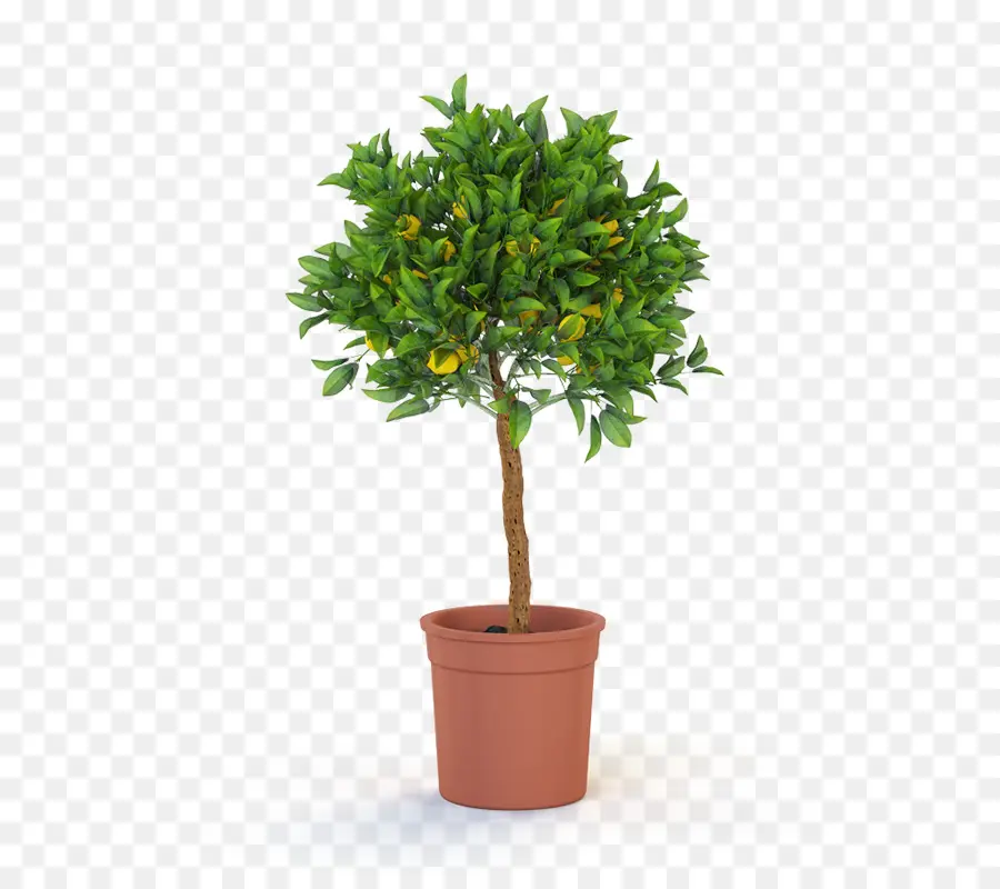 топиарий，дерево PNG