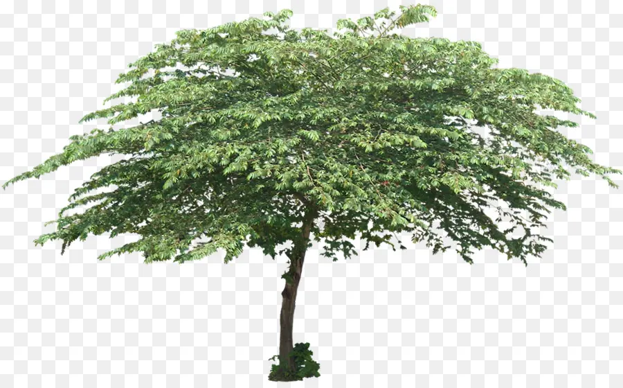 Muntingia Calabura，дерево PNG