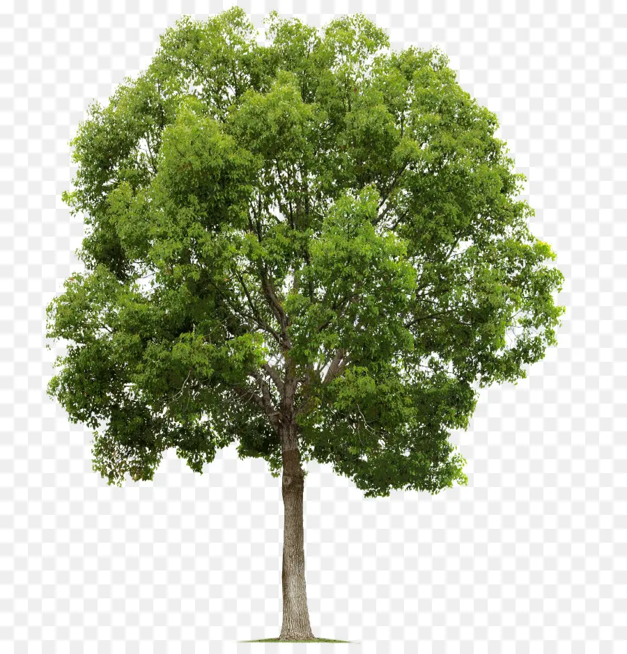 дерево，популюс нигра PNG