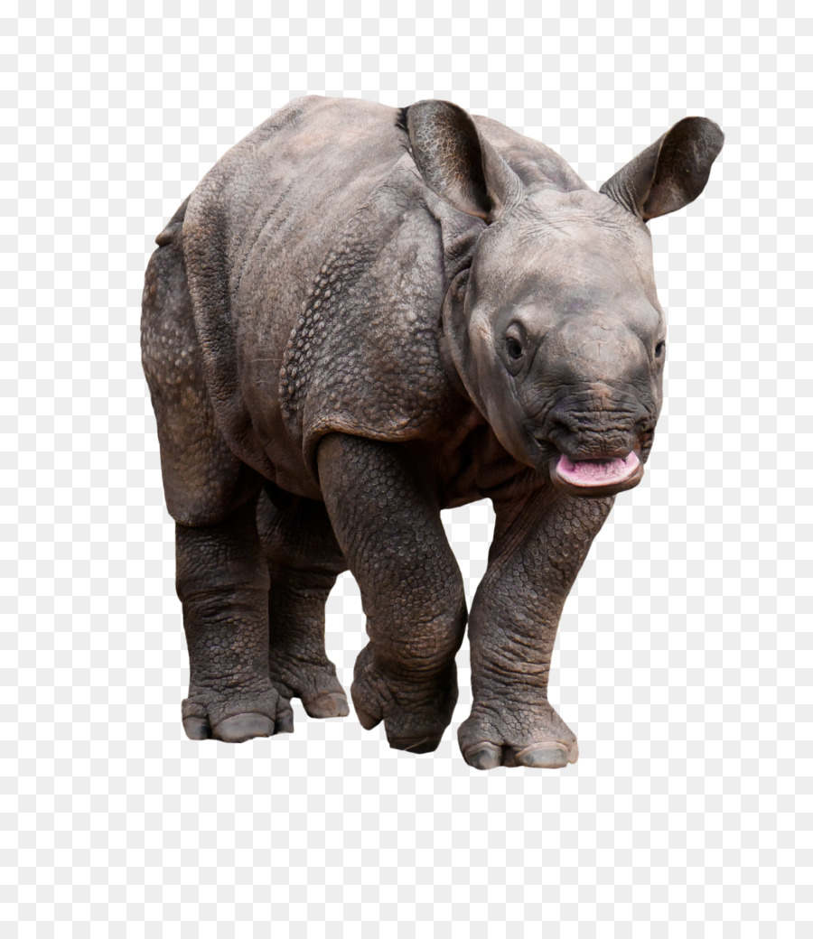 носорог，дикой природы PNG