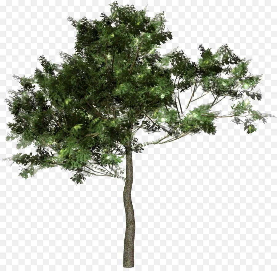 дерево，лес PNG