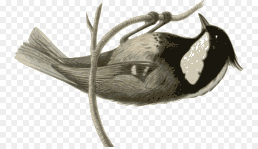 птица，серый PNG