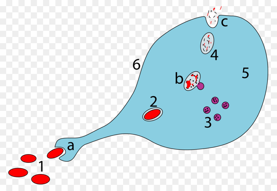 Makrofag Gcmaf Phagocytosis