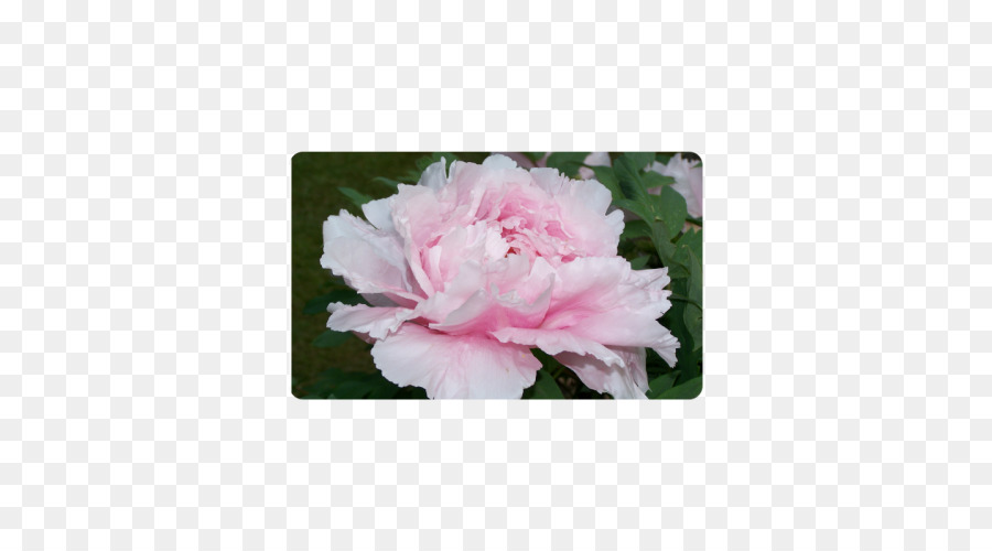 розы сентифолии，розоцветных PNG