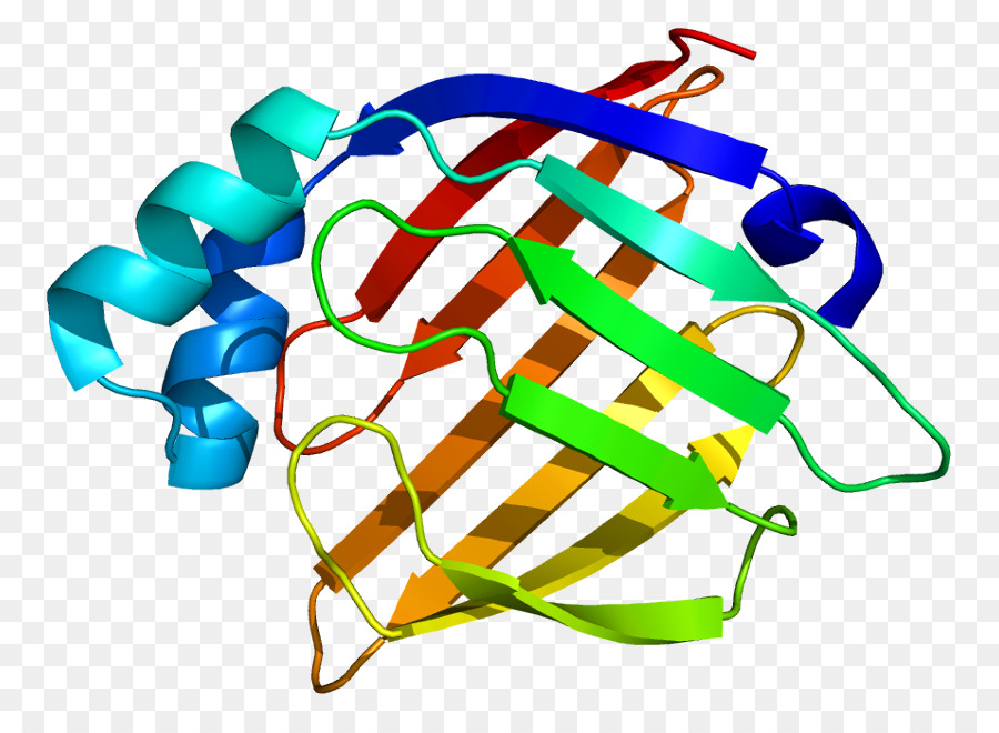 Hearttype белка связывающего жирные кислоты，жирные Acidbinding белка PNG