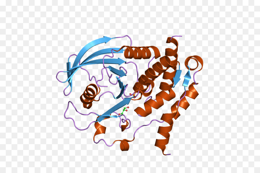 Ген белок фермент. Ген белок. Ферменты протеины. Тирозин фосфатаза. Ген PNG.