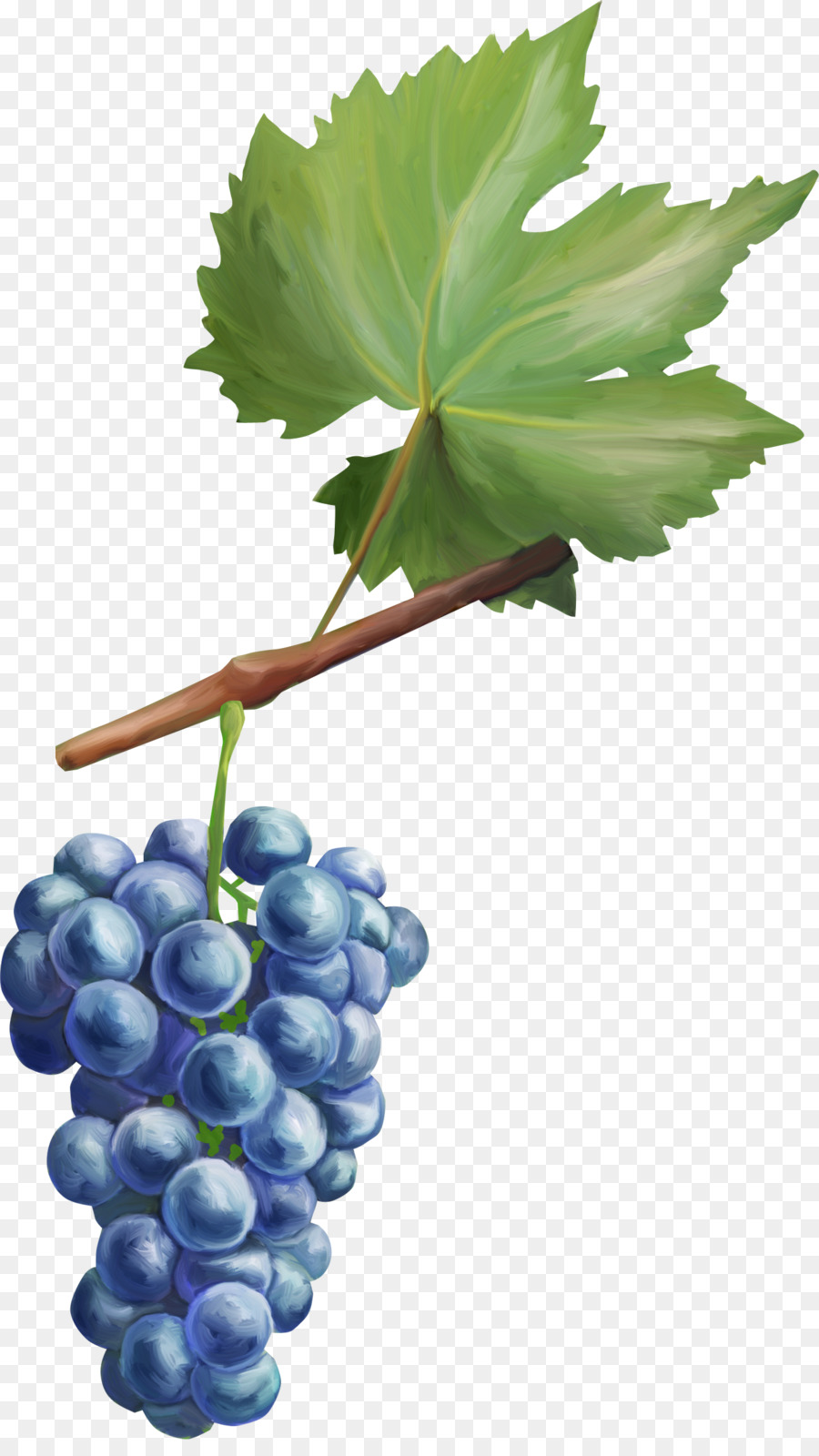 Виноград растр
