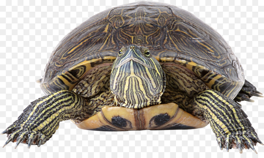 черепаха，гадина PNG