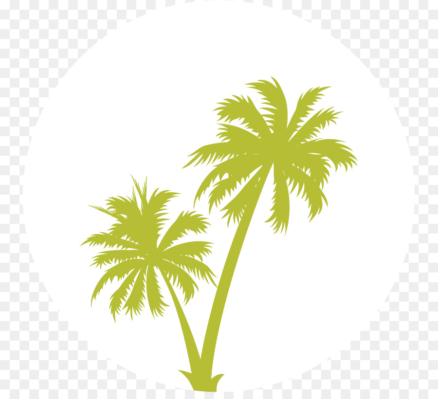 Arecaceae，дерево PNG