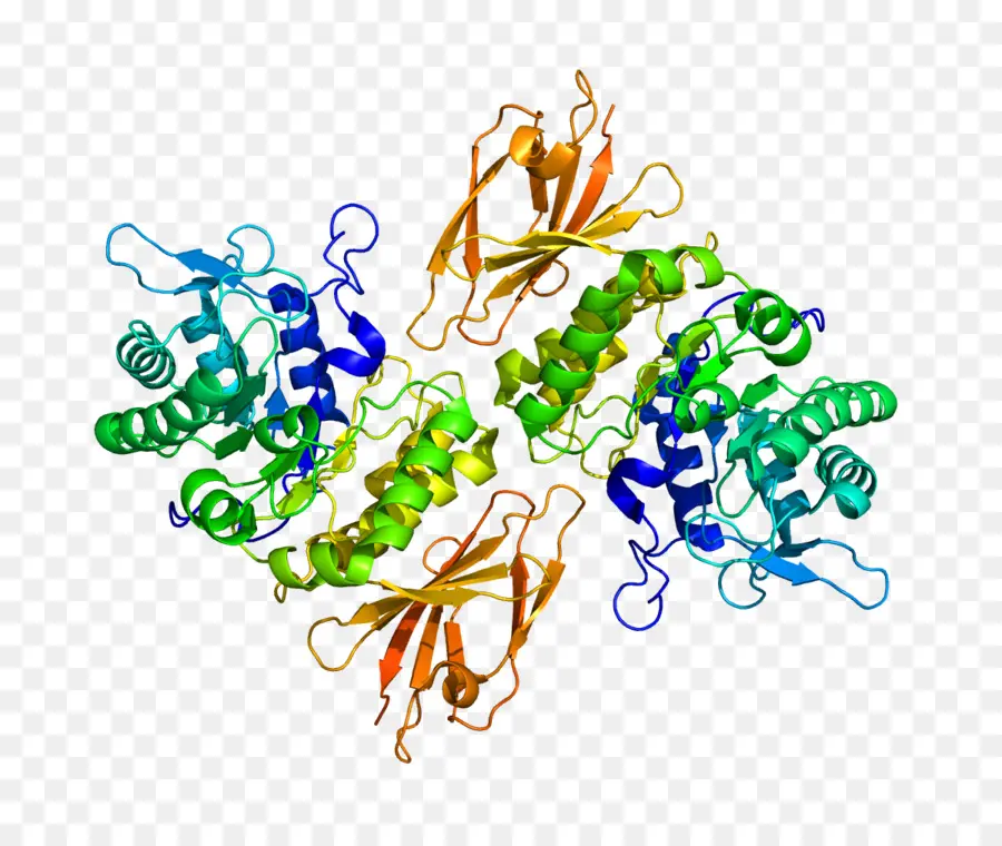 Структура белка，Биология PNG