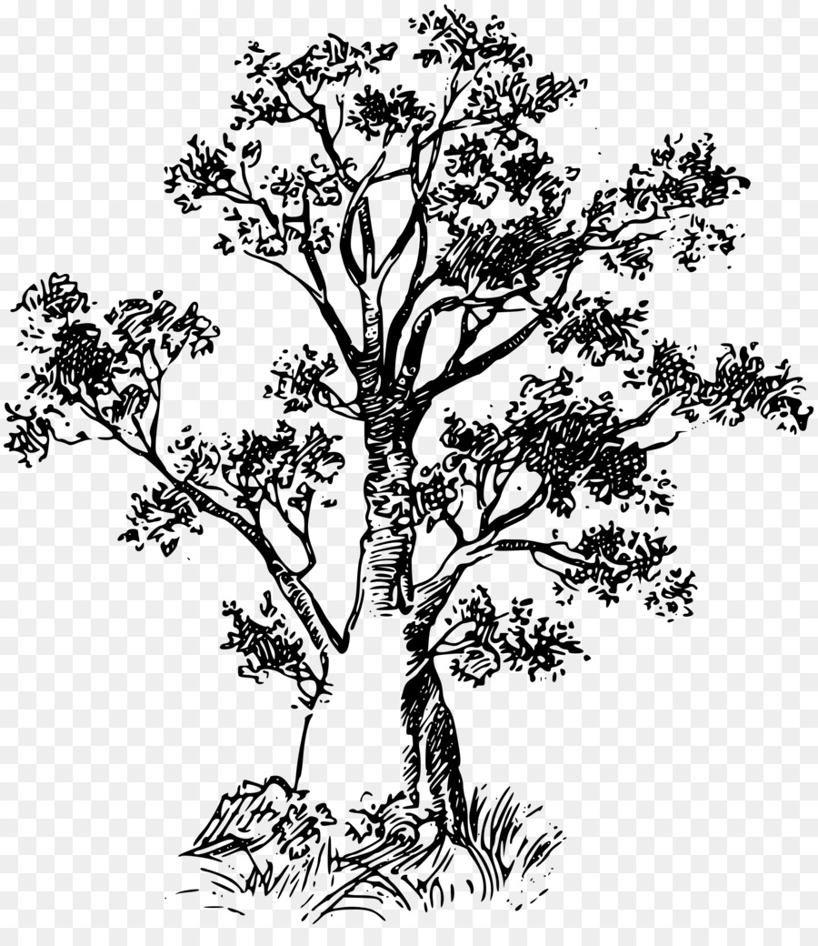 баобаб，дерево PNG