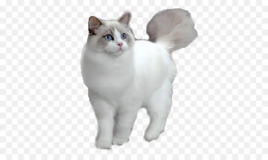 рэгдолл，персидская кошка PNG