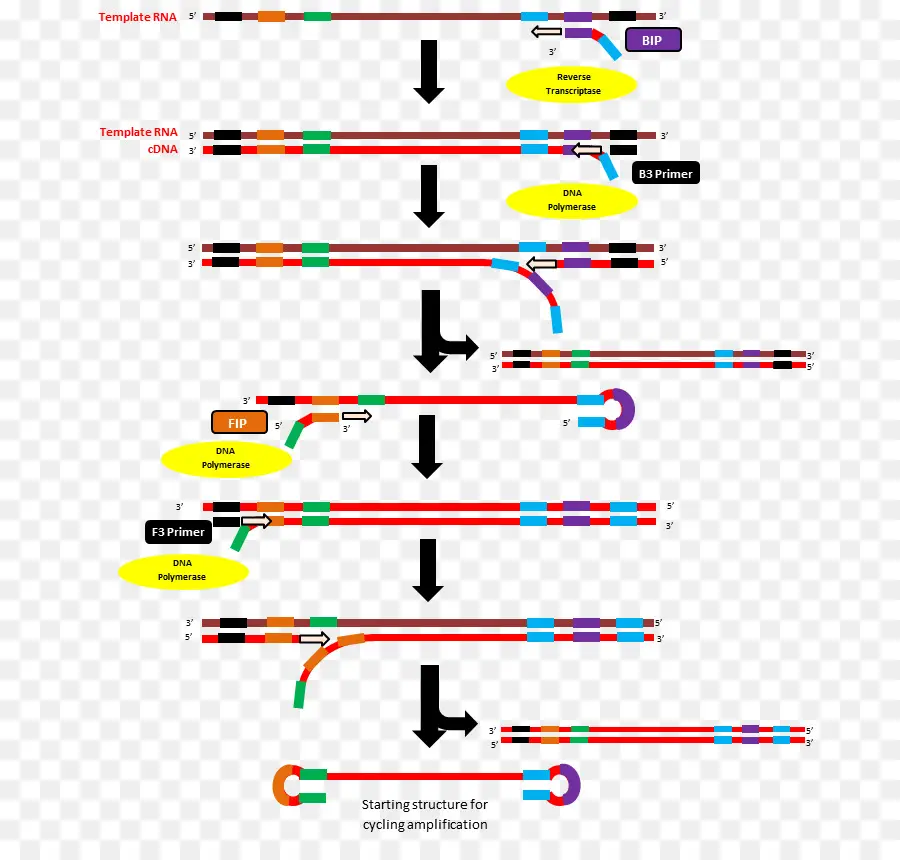 Схема амплификации РНК，Биология PNG