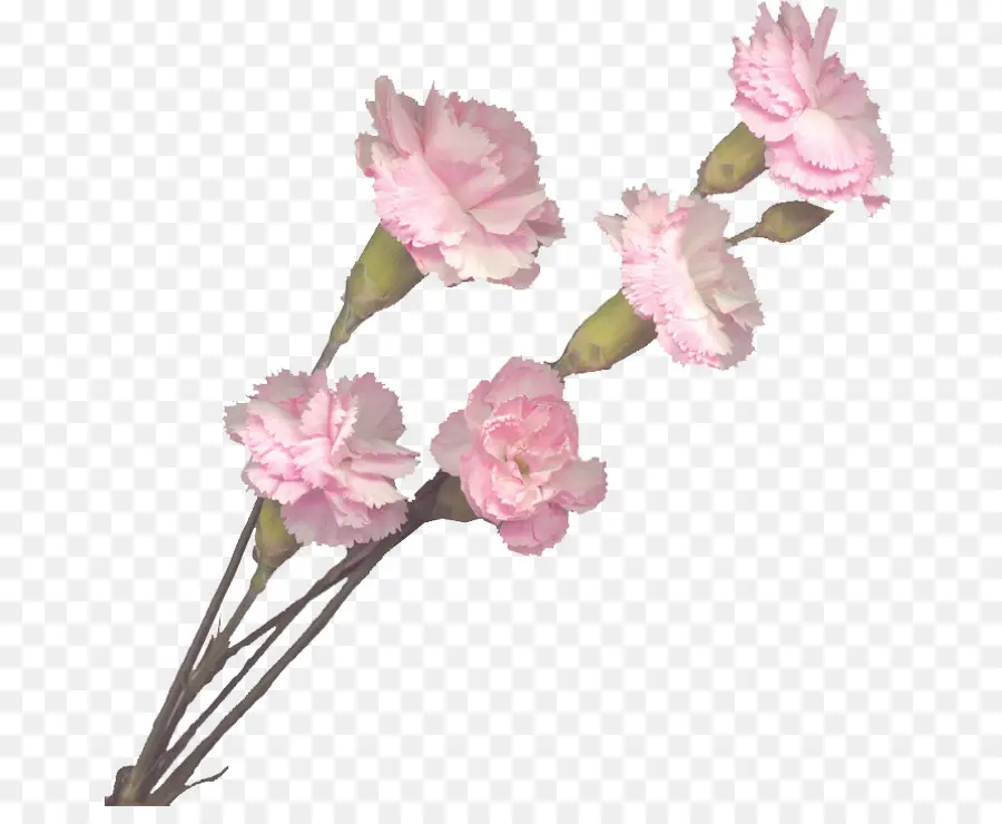 гвоздика，розовые цветы PNG