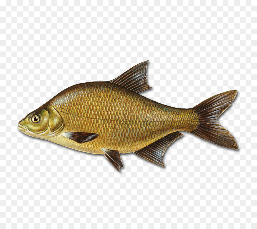Рыба на прозрачном фоне для фотошопа