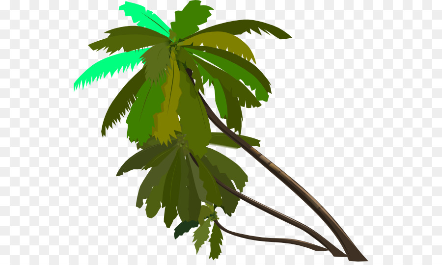 Arecaceae，рисунок PNG