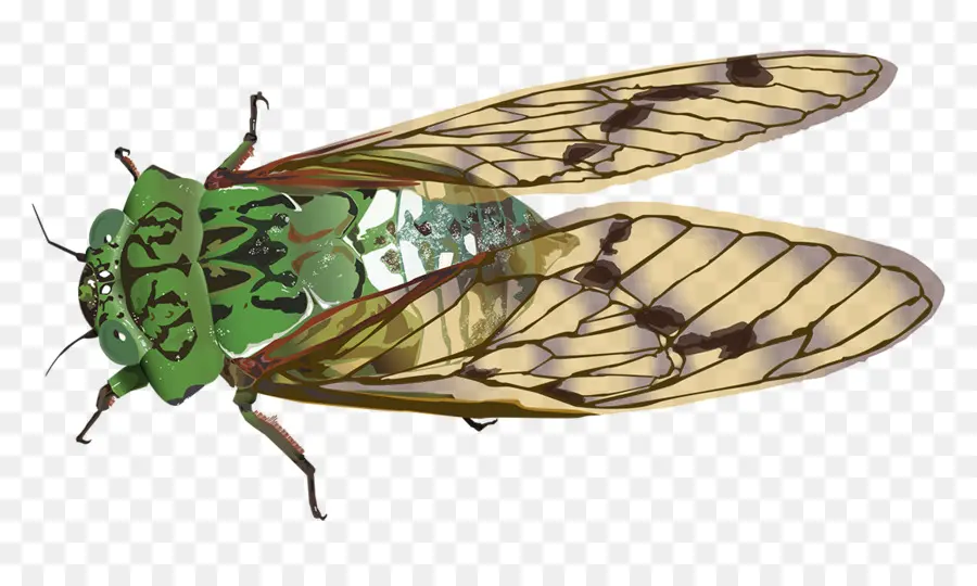 насекомое，цикады PNG