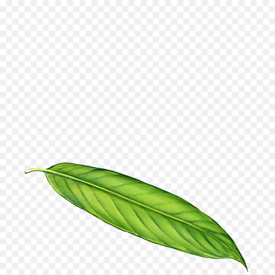лист，тропический лес PNG