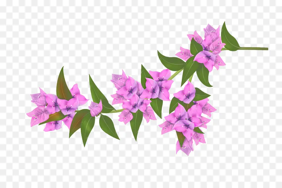 бугенвилии，цветок PNG