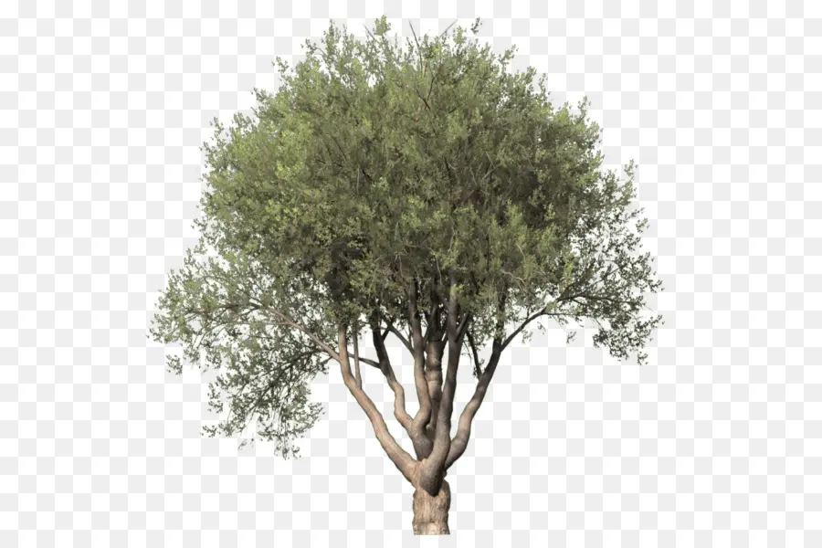дерево，рисование деревьев PNG