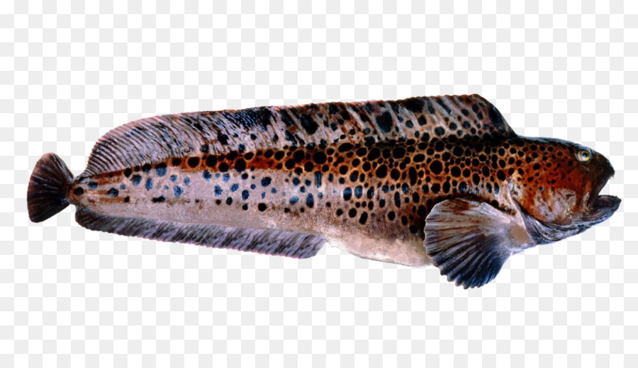 Зубатка пятнистая фото рыбы с головой