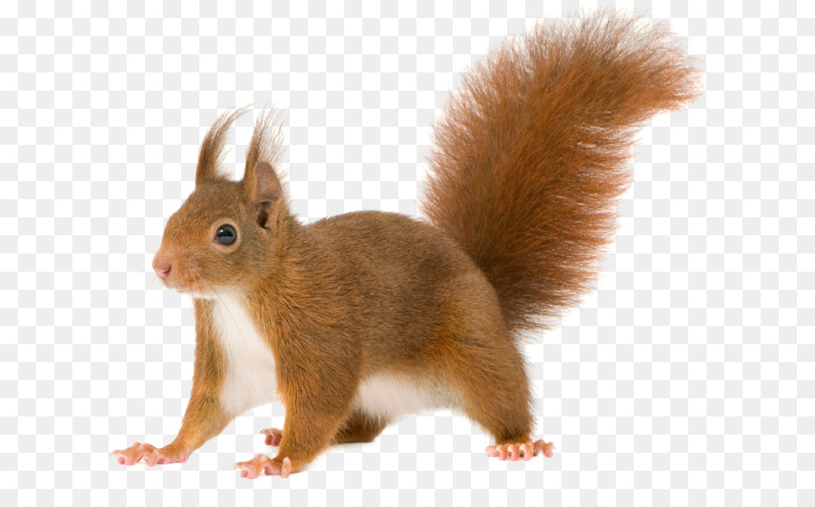 https://img2.freepng.ru/20180421/yvq/kisspng-red-squirrel-rodent-tree-squirrels-clip-art-squirrel-5adb7ed9a00ca5.2292952215243342976556.jpg