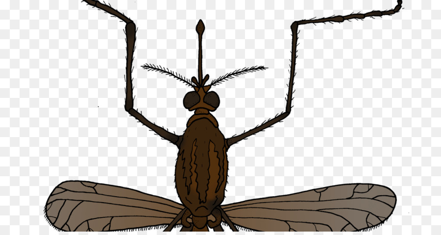 насекомое，москитная PNG