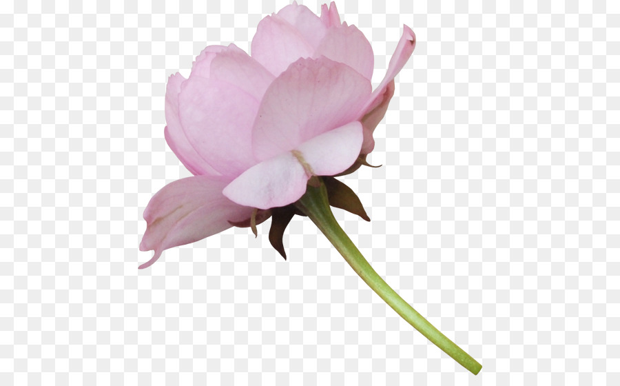 пион，цветок PNG