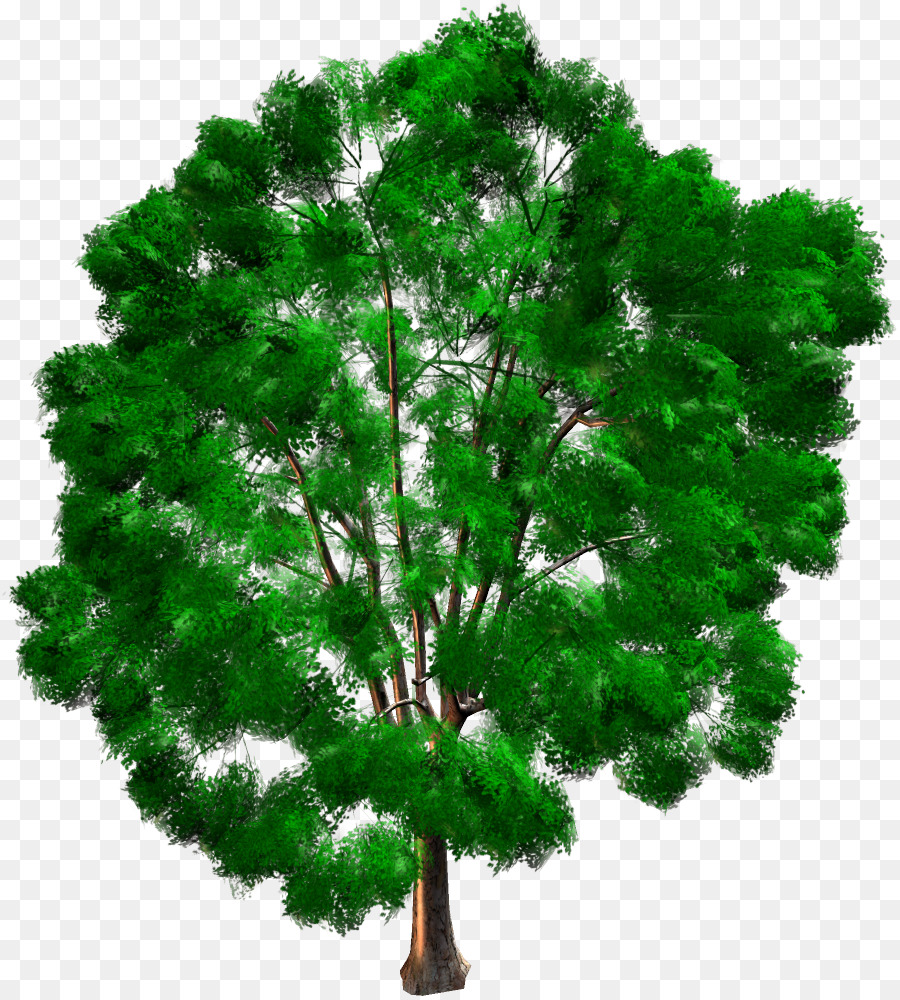 дерево，древесных растений PNG