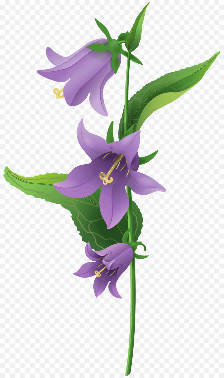 цветок，Кампанула Среда PNG
