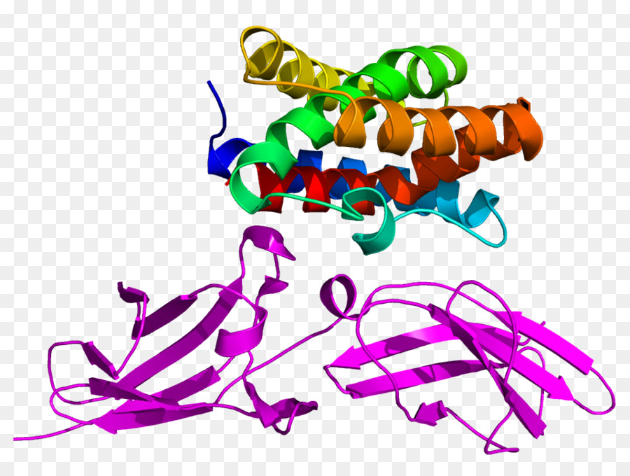 Структура белка，Молекула PNG