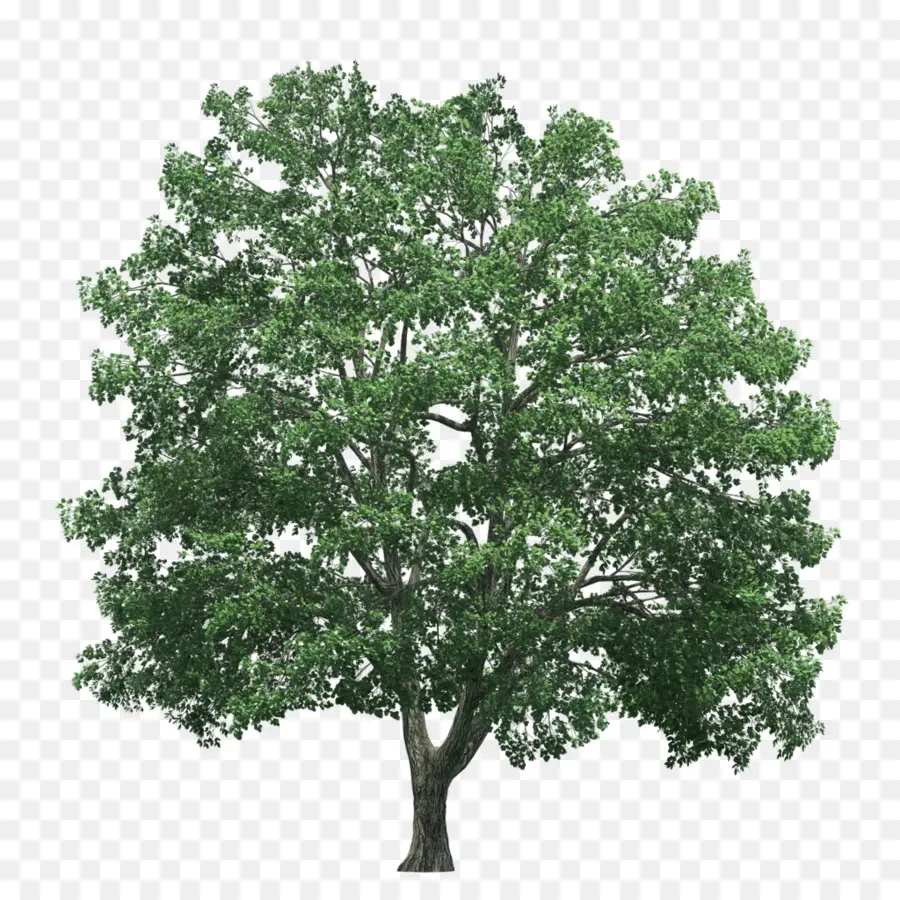 дерево，перевода PNG