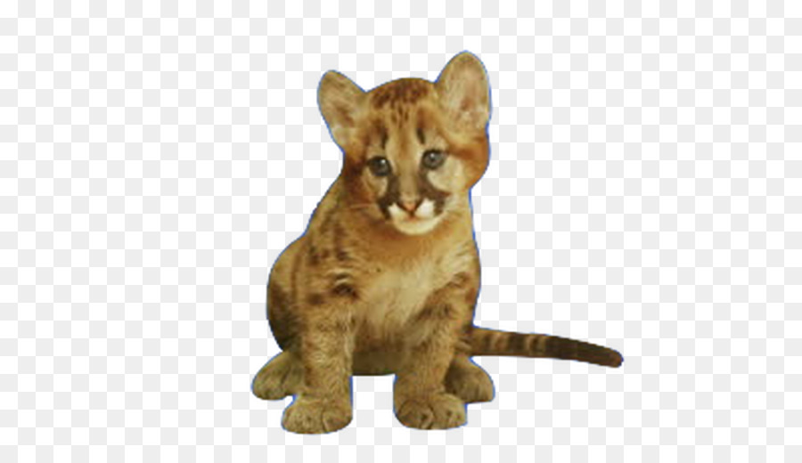 Лев，Cougar PNG