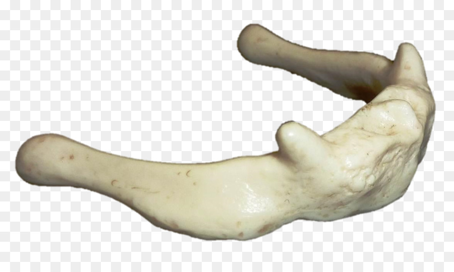 кость，челюсти PNG