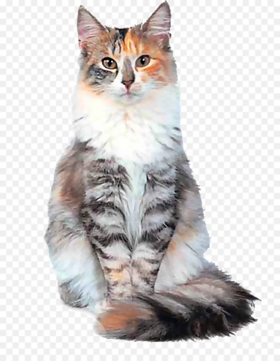 Сибирская кошка，норвежская Лесная кошка PNG
