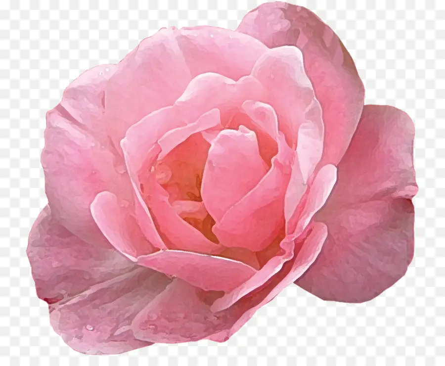 современные розы，сад роз PNG