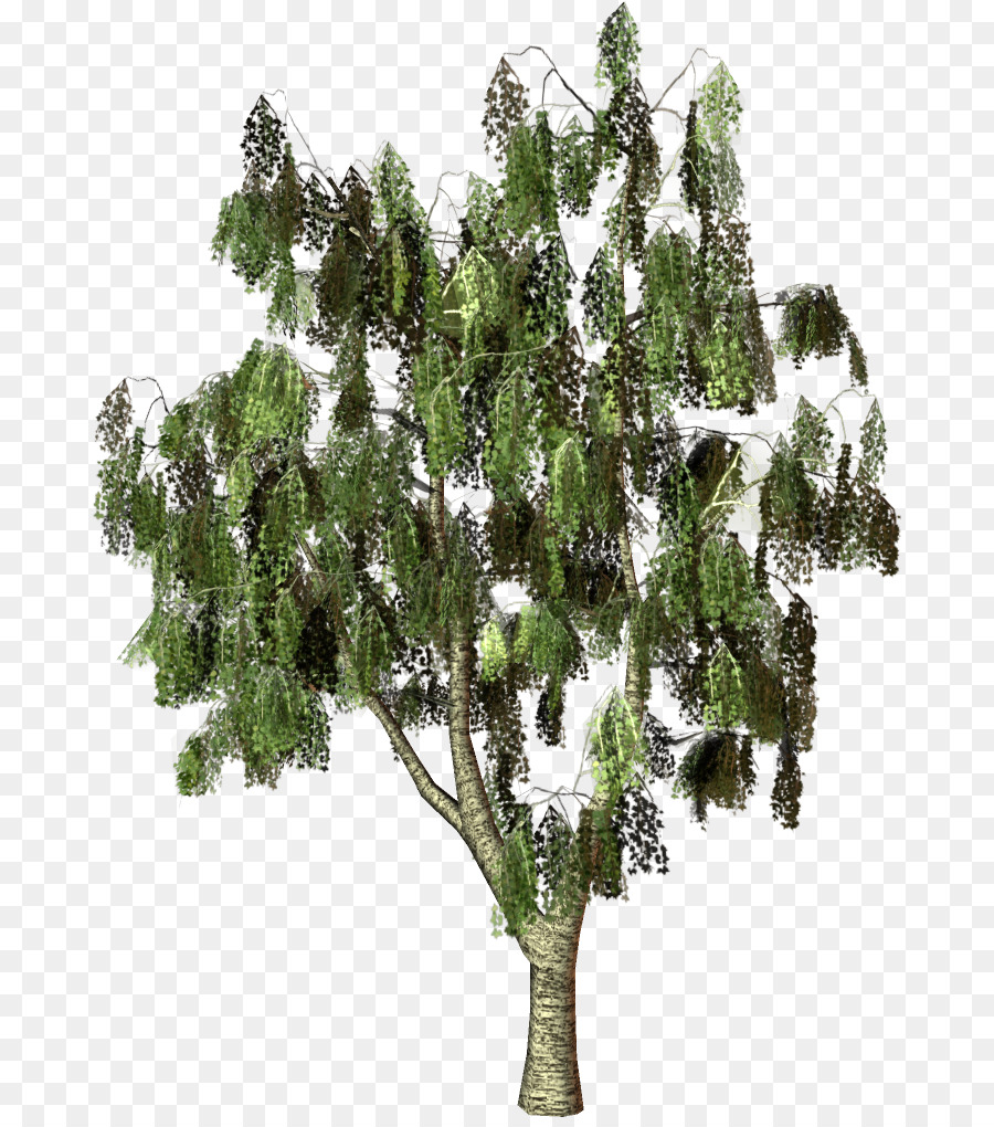 дерево，фотография PNG