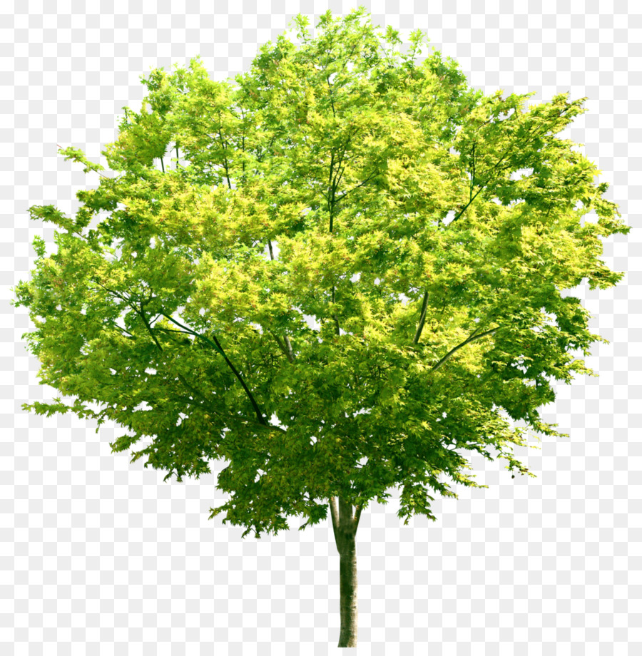 дерево，стоковая фотография PNG