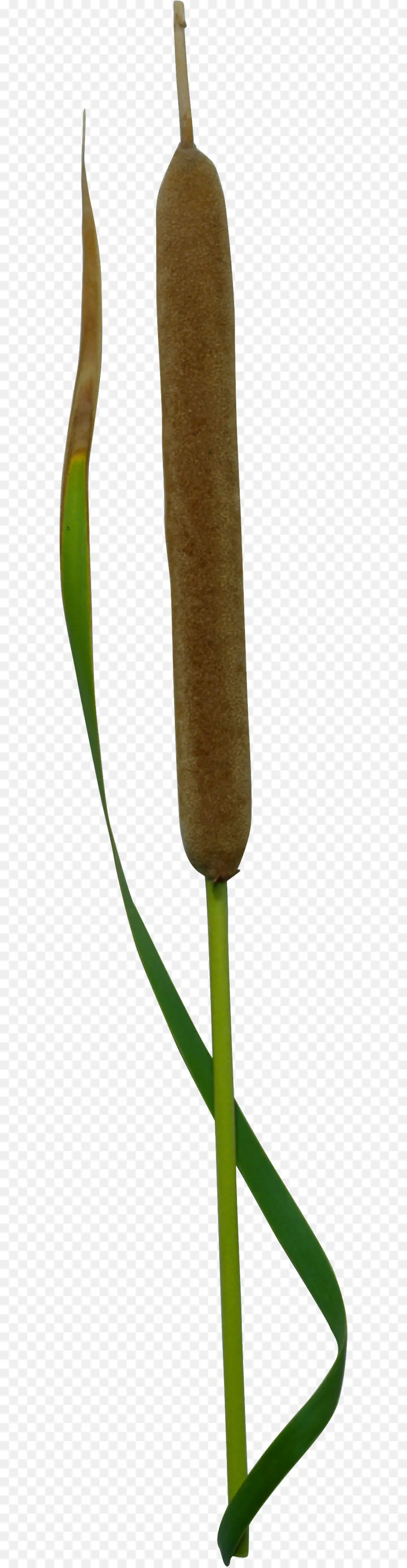 камыш Scirpus，мегабайт PNG