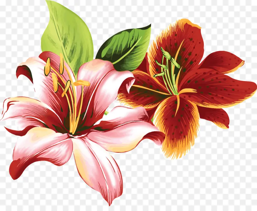 Лили，цветок PNG