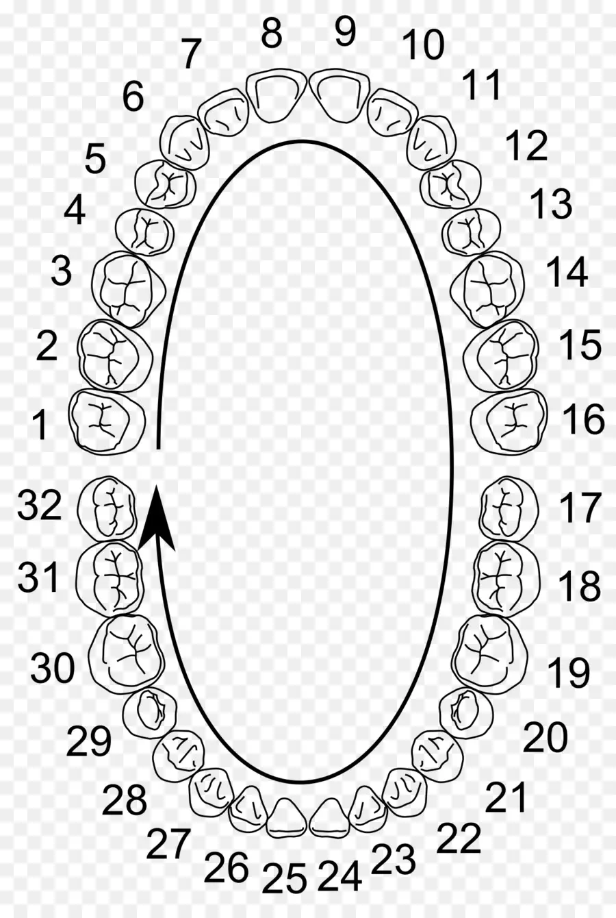 универсальная система нумерации，человеческий зуб PNG