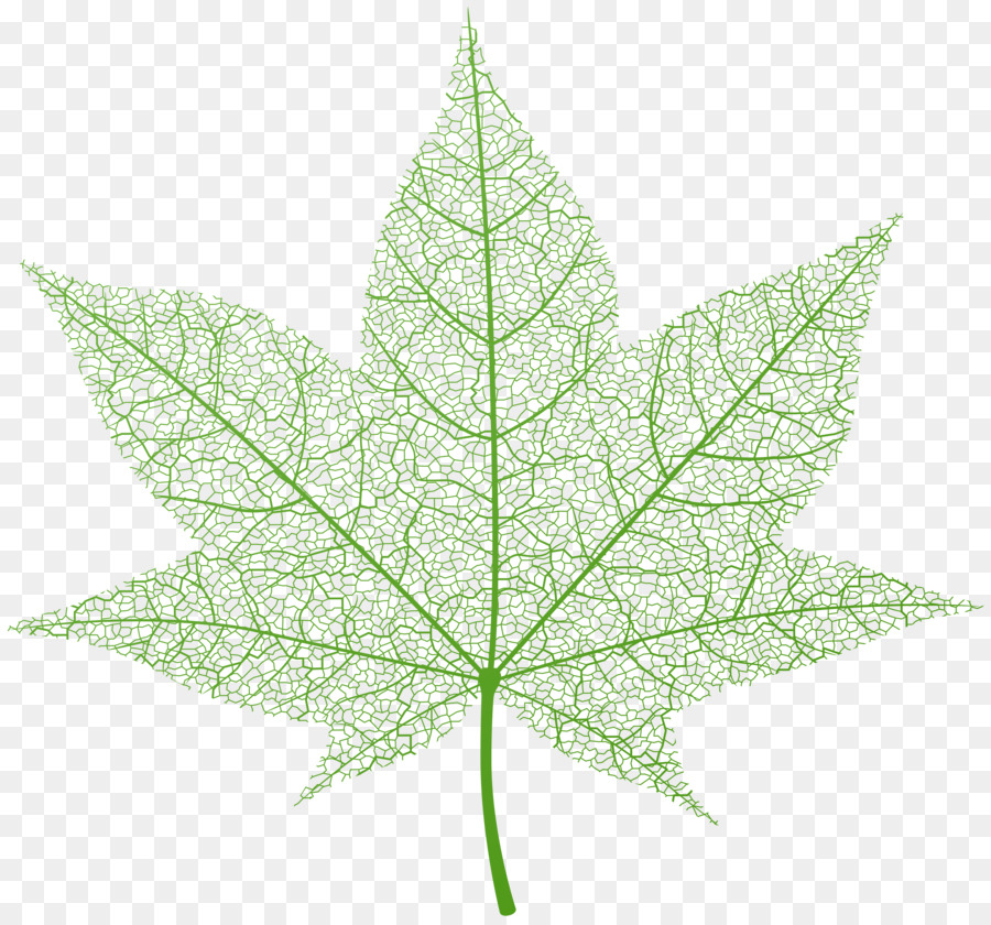 осенняя окраска листьев，лист PNG