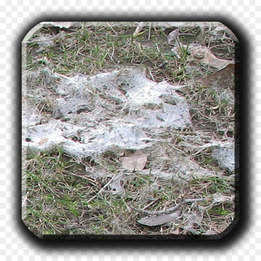 Снежная плесень，Typhula фитофторозом PNG