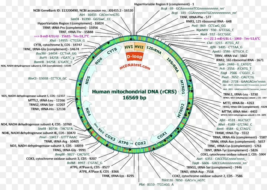 Mitochondrial Dna，Human Mitochondrial Dna Haplogroup PNG