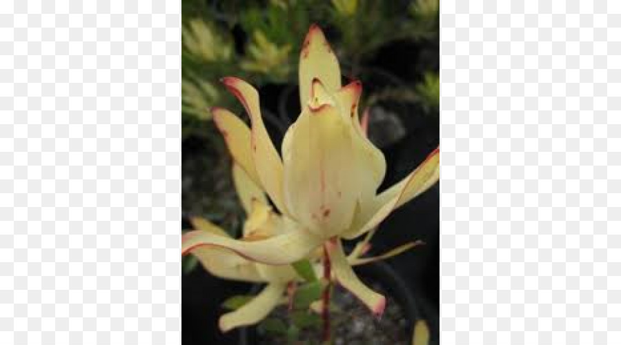 растение，Leucadendron PNG