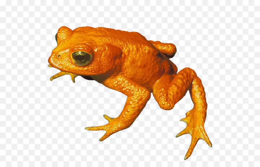 лягушка，Золотая жаба PNG