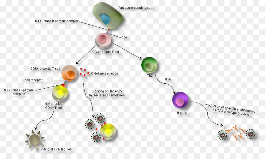 иммунная система，СПИД PNG